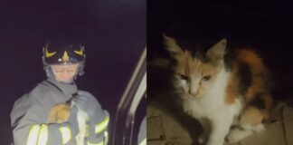 L'intervento con l'autoscala per il delicato salvataggio della gatta salvata dai Vigili del Fuoco, che ha permesso di recuperare l'animale e riportarlo a terra in sicurezza