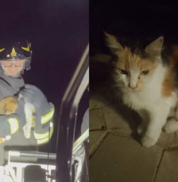 L'intervento con l'autoscala per il delicato salvataggio della gatta salvata dai Vigili del Fuoco, che ha permesso di recuperare l'animale e riportarlo a terra in sicurezza