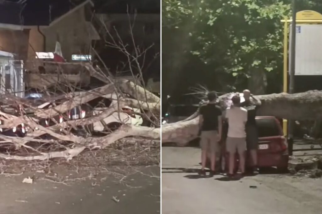 L'albero crollato ha bloccato via Saponara, danneggiando una Fiat Panda parcheggiata: sul posto polizia locale, vigili del fuoco e Ama per la rimozione