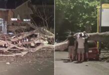 L'albero crollato ha bloccato via Saponara, danneggiando una Fiat Panda parcheggiata: sul posto polizia locale, vigili del fuoco e Ama per la rimozione