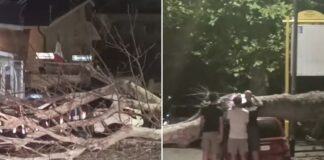 L'albero crollato ha bloccato via Saponara, danneggiando una Fiat Panda parcheggiata: sul posto polizia locale, vigili del fuoco e Ama per la rimozione