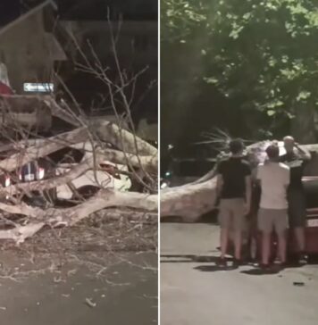 L'albero crollato ha bloccato via Saponara, danneggiando una Fiat Panda parcheggiata: sul posto polizia locale, vigili del fuoco e Ama per la rimozione