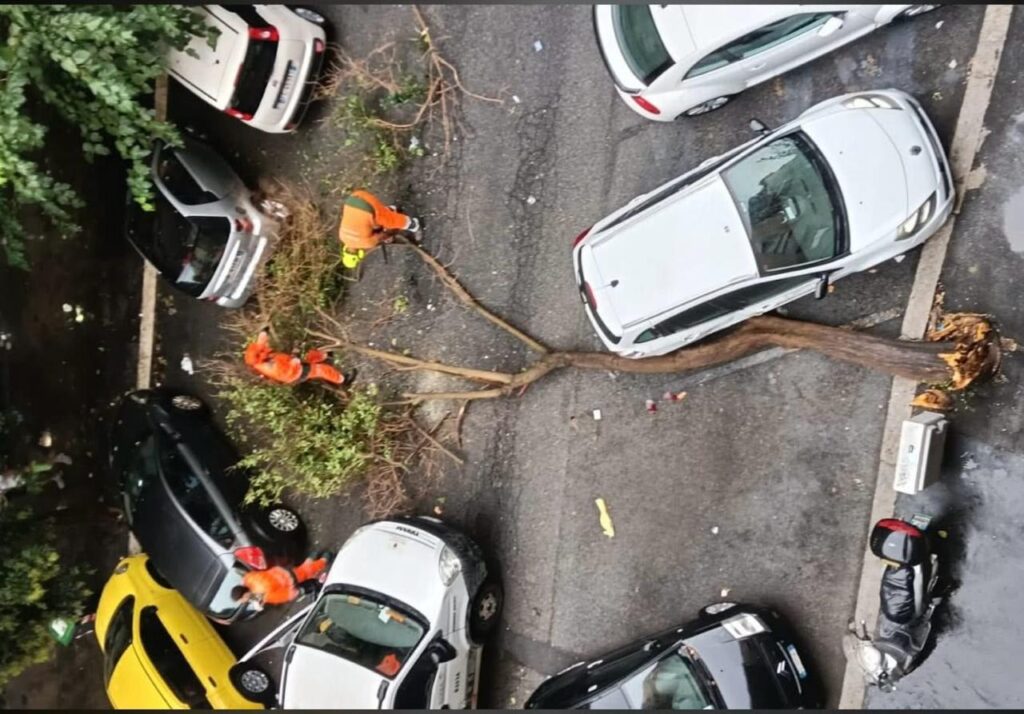 Roma nella morsa del maltempo: fulmine incendia un pino all'Aurelio. Oltre 130 interventi dei caschi bianchi 2 Roma nella morsa del maltempo: fulmine incendia un pino all'Aurelio. Oltre 130 interventi dei caschi bianchi 2