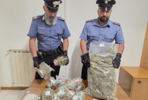 Piante alte due metri, ma non era una coltivazione di prodotti agricoli: due arresti a Nettuno (VIDEO) 1