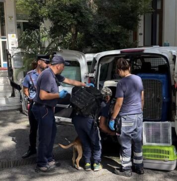 Corgi ucciso da un branco di pitbull a Villa Borghese: individuato il patron, sequestrati i cani Home 1