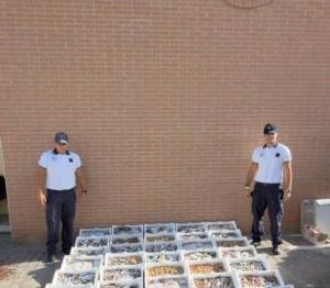 Giro di vite della sulla pesca illegale nel Lazio: sequestrati quasi 200 chili di prodotto ad Anzio 2