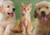 Microchip gratis di cani e gatti ad Albano Laziale: quando e dove