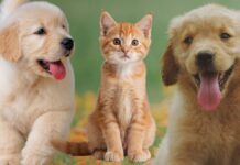 Microchip gratis di cani e gatti ad Albano Laziale: quando e dove