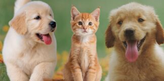 Microchip gratis di cani e gatti ad Albano Laziale: quando e dove