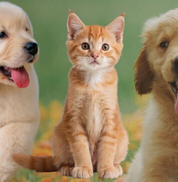 Microchip gratis di cani e gatti ad Albano Laziale: quando e dove