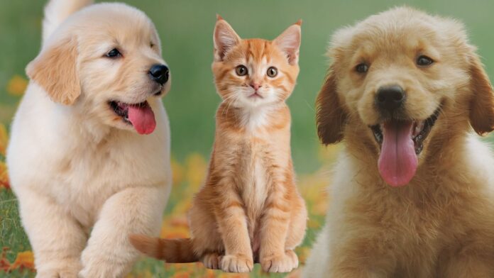 Microchip gratis di cani e gatti ad Albano Laziale: quando e dove