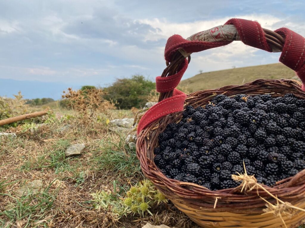 È a un'ora da Roma la «festa più dolce d'Italia»: torna la Sagra delle More a Capranica Prenestina 1