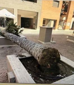 Paura a Parco Leonardo, una palma cede d’improvviso e precipita nei pressi di un bar 1
