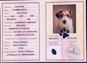 Tommasino di Affari Tuoi, che cane è: età, razza, di chi è figlio, curiosità 2