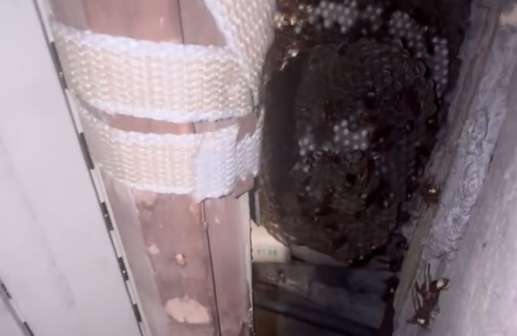 Andrea Lunerti: "Attenzione a questi cibi: alimentano l'invasione di vespa orientale a Roma" (VIDEO) 1