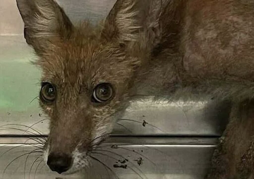 Tentano di impiccare un cucciolo di volpe all'Appia Antica: salvata in extremis 1