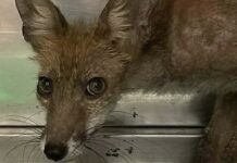 Tentano di impiccare un cucciolo di volpe all’Appia Antica: salvata in extremis
