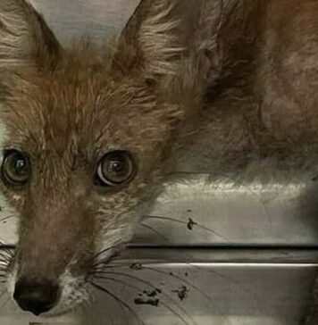 Tentano di impiccare un cucciolo di volpe all’Appia Antica: salvata in extremis Home 2