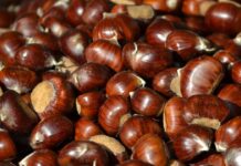 Castagnata di novembre, tre giorni di sapori e solidarietà ad Anzio: il programma completo