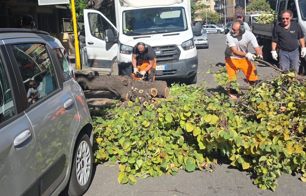 Albero pericolante crolla sulle auto in sosta a Ostia: "L'avevamo segnalato da mesi" (VIDEO) 2 Albero pericolante crolla sulle auto in sosta a Ostia: "L'avevamo segnalato da mesi" (VIDEO) 2