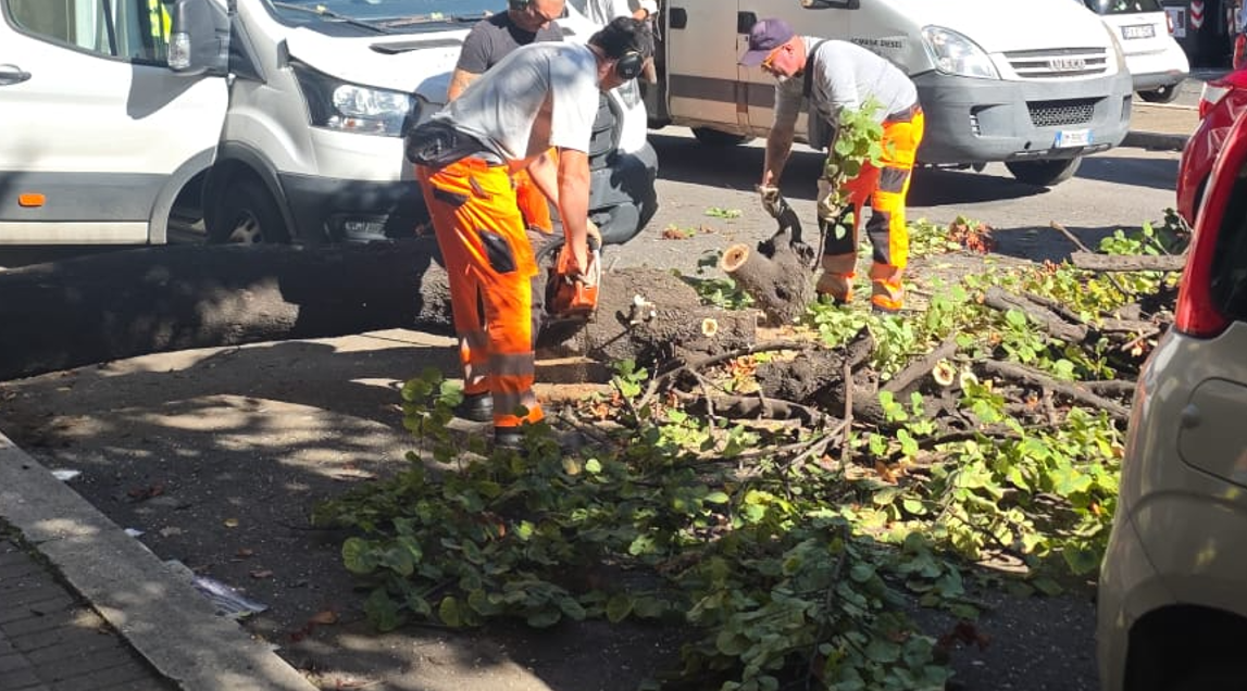 Albero pericolante crolla sulle auto in sosta a Ostia: "L'avevamo segnalato da mesi" (VIDEO) 3 Albero pericolante crolla sulle auto in sosta a Ostia: "L'avevamo segnalato da mesi" (VIDEO) 3