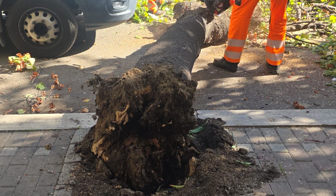 Albero pericolante crolla sulle auto in sosta a Ostia: "L'avevamo segnalato da mesi" (VIDEO) 1 Albero pericolante crolla sulle auto in sosta a Ostia: "L'avevamo segnalato da mesi" (VIDEO) 1