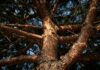 Il Comune avvia il censimento degli alberi a Ladispoli. Trattamenti endoterapici e sostituzione delle piante in condizioni critiche