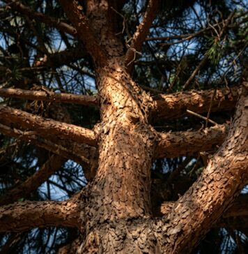 Il Comune avvia il censimento degli alberi a Ladispoli. Trattamenti endoterapici e sostituzione delle piante in condizioni critiche