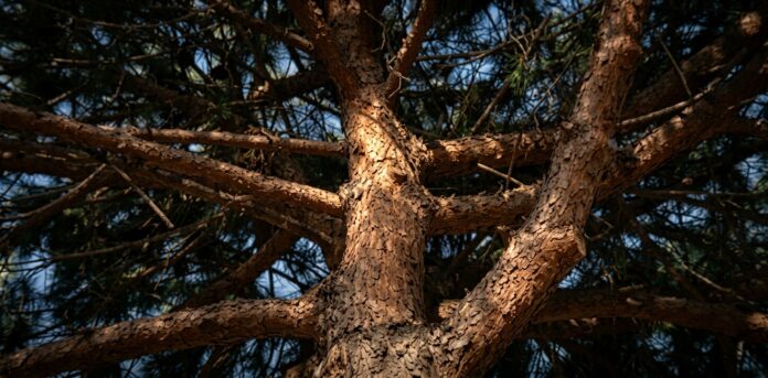 Pino Il Comune avvia il censimento degli alberi a Ladispoli. Trattamenti endoterapici e sostituzione delle piante in condizioni critiche