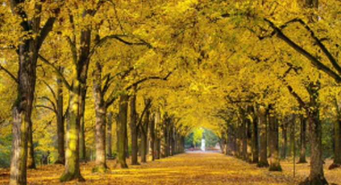 PARCO ZOOM PIXABAY ROYALTY FREE OK