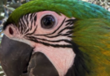 Fly è papà, a Ostia è nato Milo. il piccolo grande miracolo del pappagallo di Enzo Salvi
