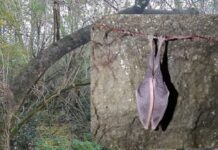 Pipistrelli in letargo, scattano le chiusure ai Castelli Romani per proteggerli: le zone interessate
