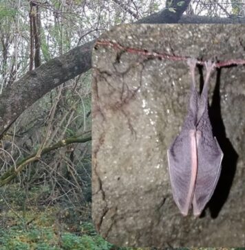 Pipistrelli in letargo, scattano le chiusure ai Castelli Romani per proteggerli: le zone interessate
