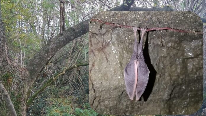 Pipistrelli in letargo, scattano le chiusure ai Castelli Romani per proteggerli: le zone interessate