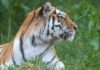 Scavalca il recinto e viene sbranato da una tigre allo zoo: tragedia nello Yorkshire