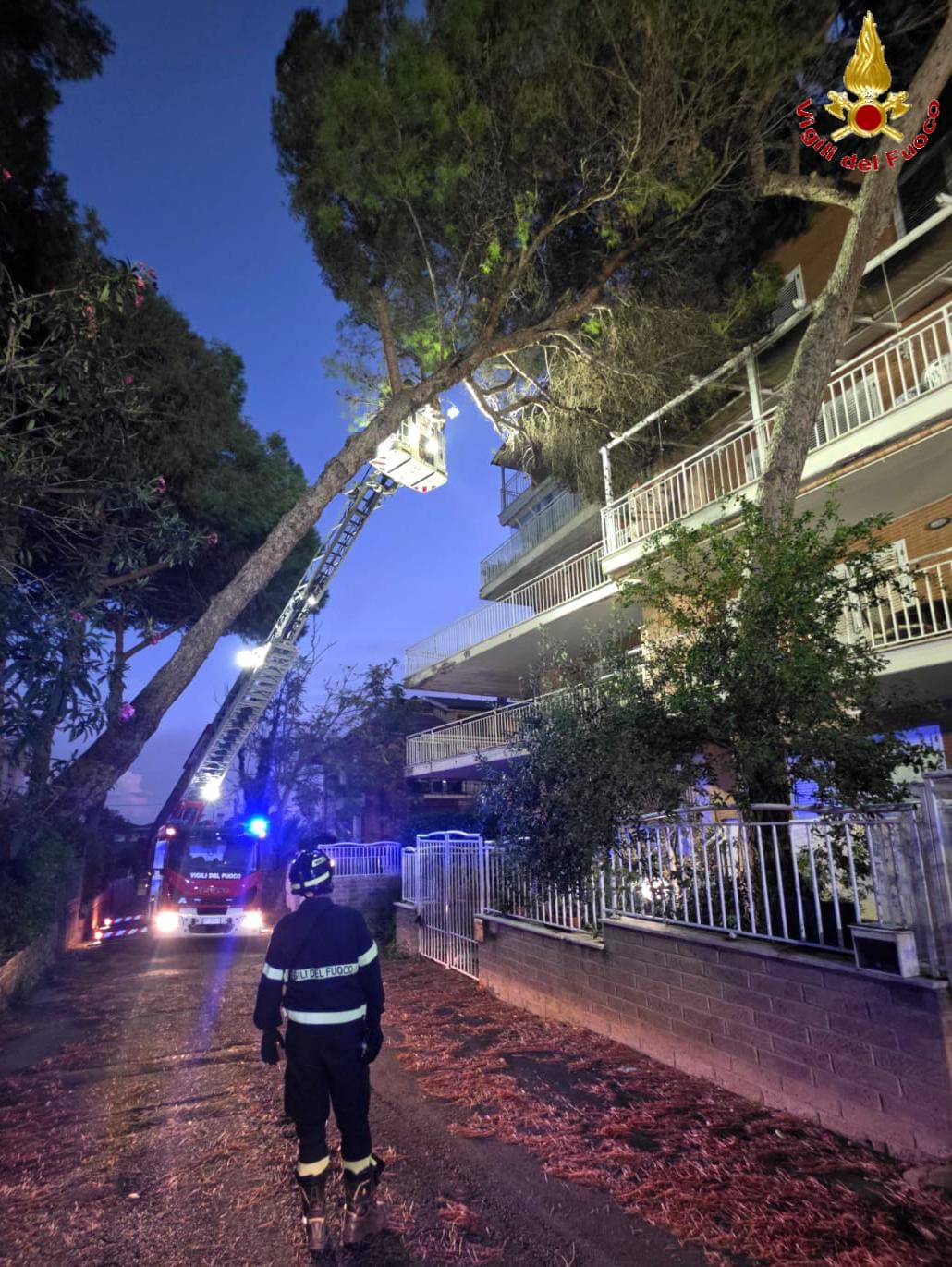 Maltempo a Santa Marinella, pino crolla contro una palazzina: vigili del fuoco in azione 1
