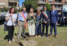 Portato via l'albero piantato in memoria di Giovanni Camilli: sparisce l'ulivo a Ostia