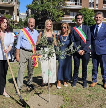 Portato via l'albero piantato in memoria di Giovanni Camilli: sparisce l'ulivo a Ostia