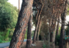 Circolazione stradale a rischio caduta pini sulla Strada provinciale che corre lungo il lago di Bracciano