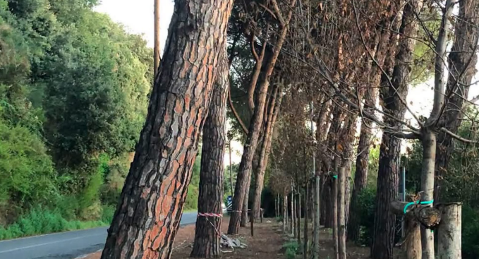 alberi