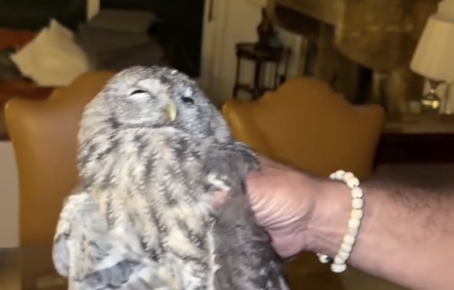 Allocco intrappolato 48 ore in una villa a Roma nord: il salvataggio e il volo verso la libertà (VIDEO) 1