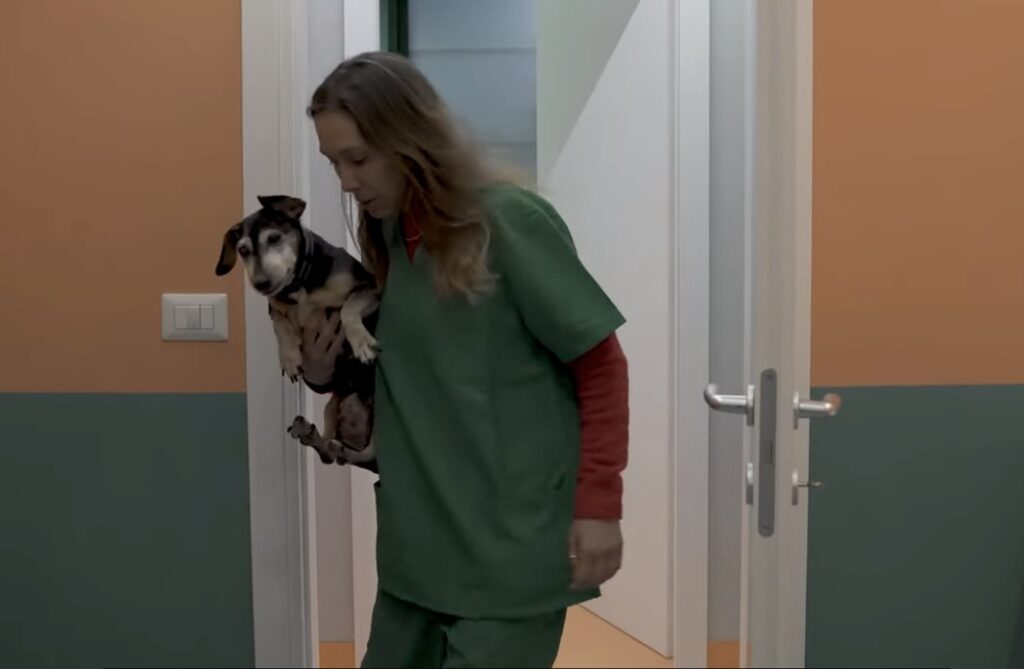 Ambulatorio veterinario sociale Lav a Roma: oltre 800 animali curati gratis. Come accedere 1