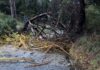 Maltempo a Fiumicino: alberi caduti e strade bloccate nella zona nord