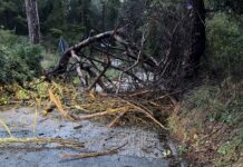 Maltempo a Fiumicino: alberi caduti e strade bloccate nella zona nord