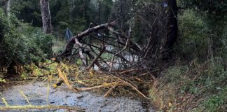 Maltempo a Fiumicino: alberi caduti e strade bloccate nella zona nord