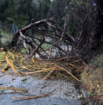 Maltempo a Fiumicino: alberi caduti e strade bloccate nella zona nord