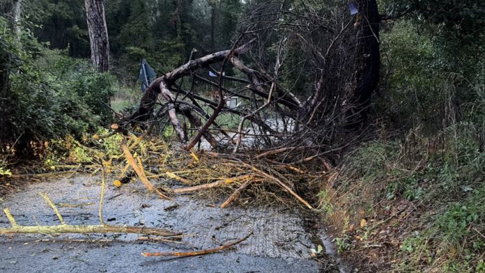 Maltempo a Fiumicino: alberi caduti e strade bloccate nella zona nord